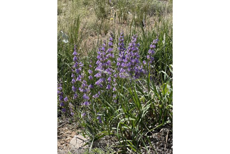 Penstemon strictus -12539