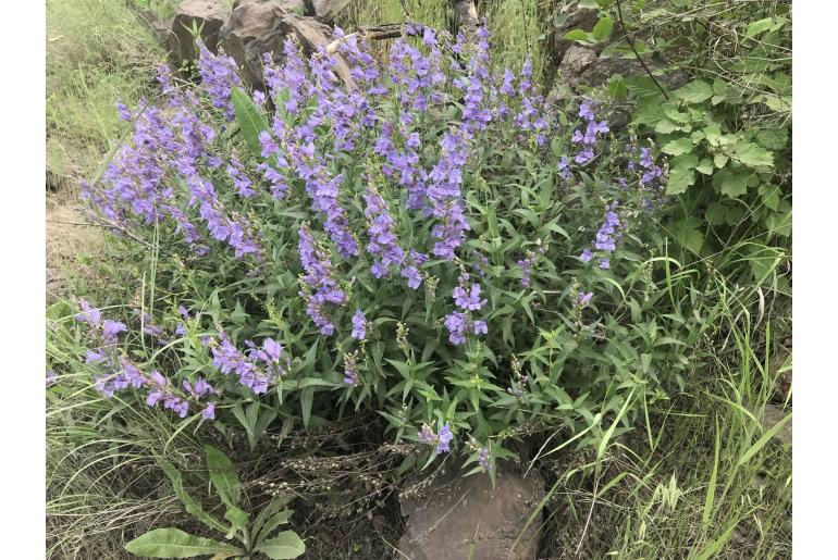 Penstemon venustus -12540