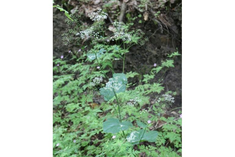 Pimpinella tripartita -12551