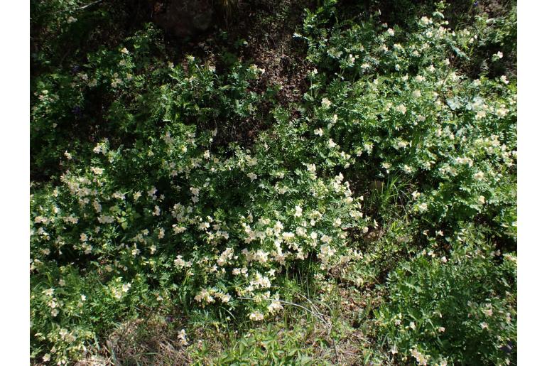 Polemonium carneum -12554