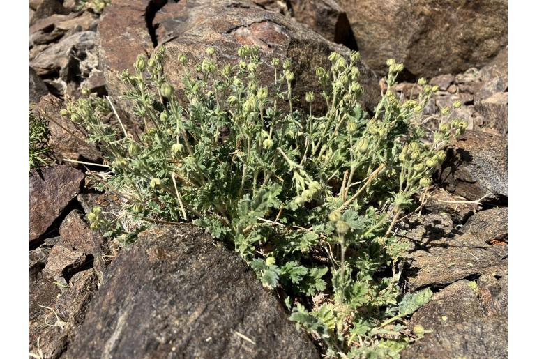 Potentilla pensylvanica -12564