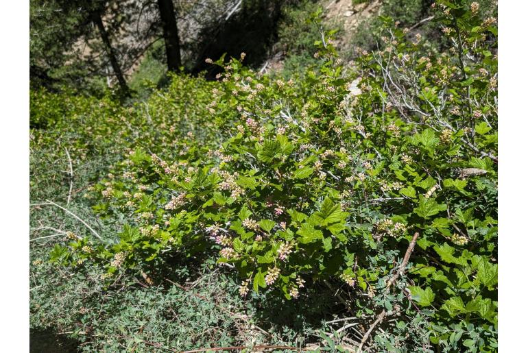 Ribes nevadense -12587