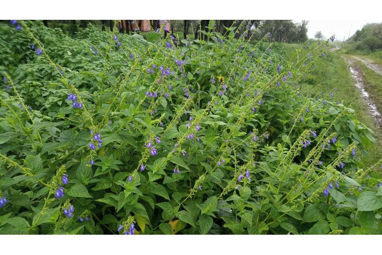 Salvia stachydifolia -12620