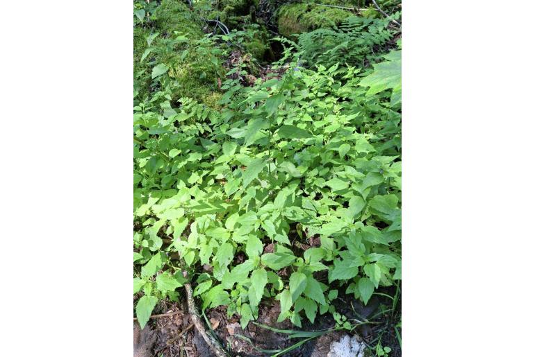 Scutellaria lateriflora -12631