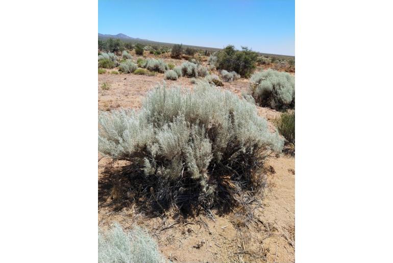 Artemisia filifolia -12639