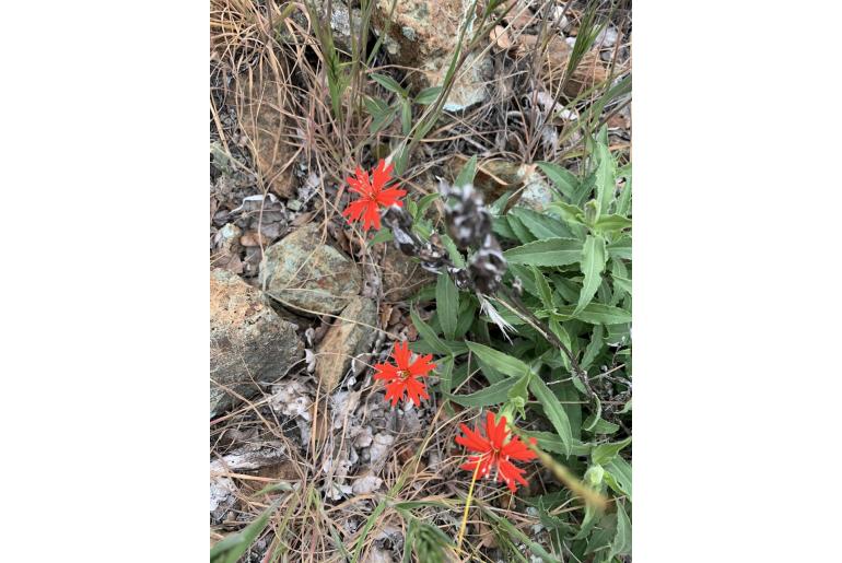 Silene laciniata ssp californica -12650