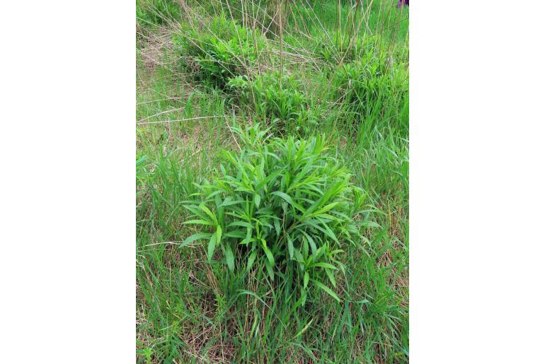 Solidago canadensis -12653