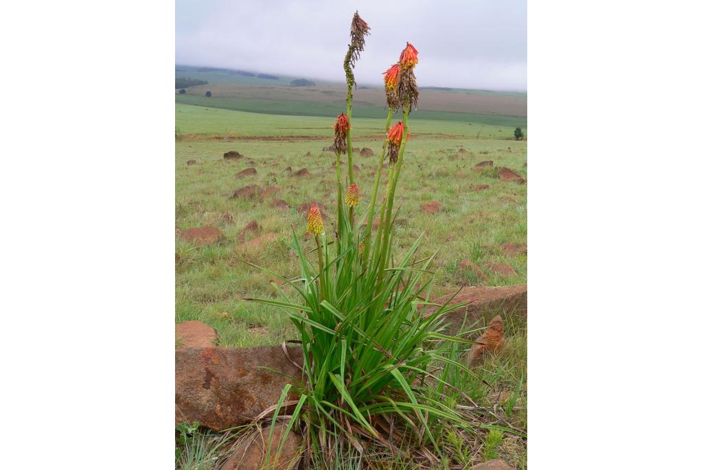 Stijfbloemige Kniphofia