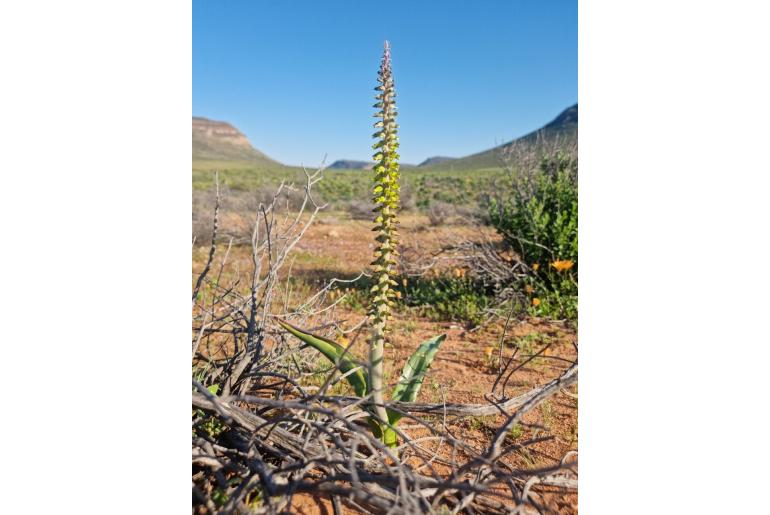 Lachenalia inflata -12664