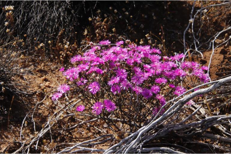 Lampranthus pakhuisensis -12666