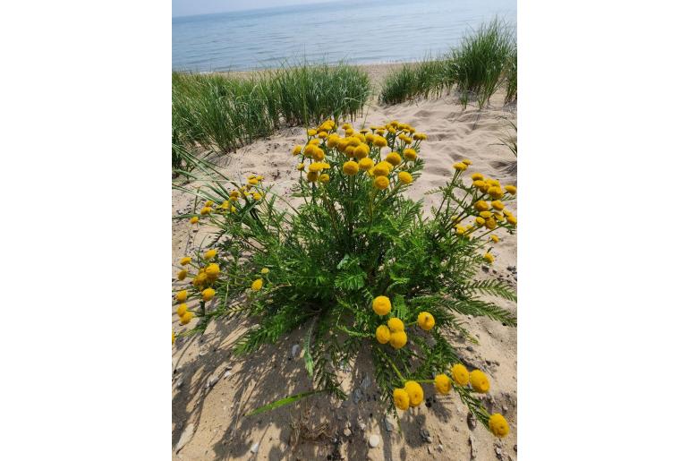 Tanacetum bipinnatum -12675