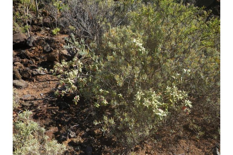 Teucrium heterophyllum ssp brevipilosum -12678