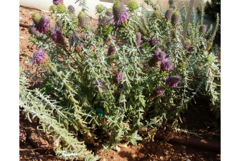 Teucrium lanigerum -12679