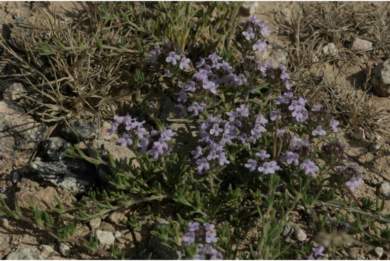 Thymus algeriensis -12685