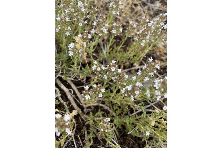 Thymus leucostomus -12689