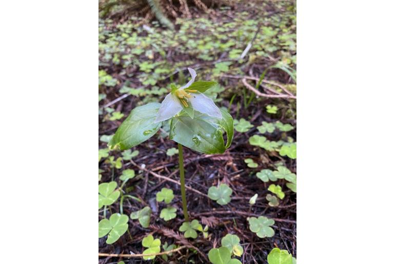 Trillium ovatum -12701