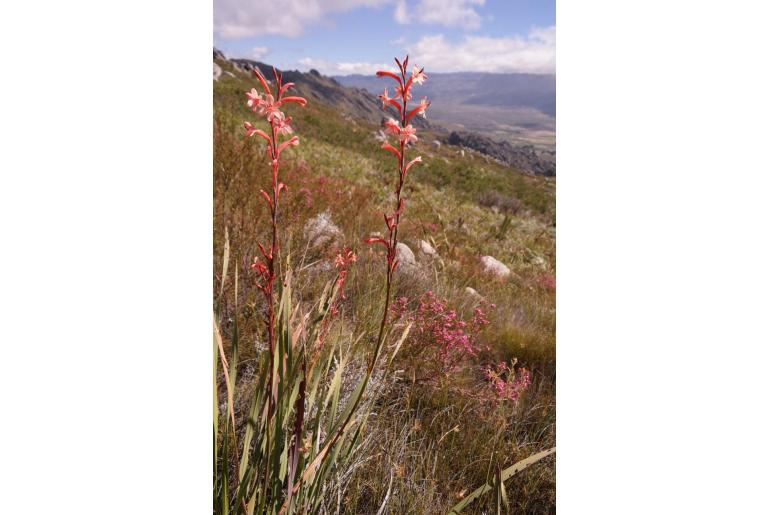 Watsonia stokoei -12728