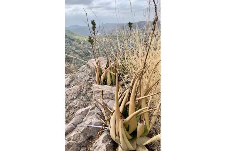 Aloe lutescens -12737