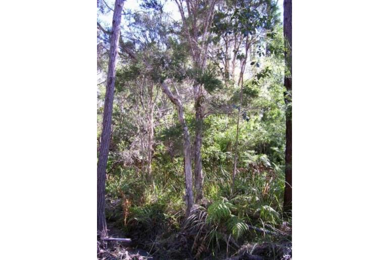 Melaleuca alternifolia -12739