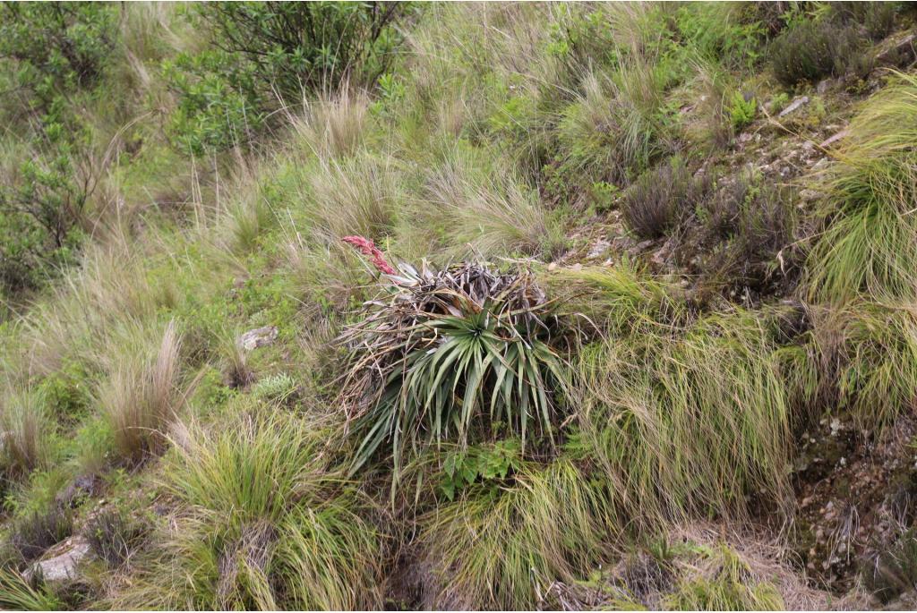 Dyckia-achtige puya