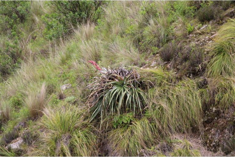 Puya dyckioides -12742