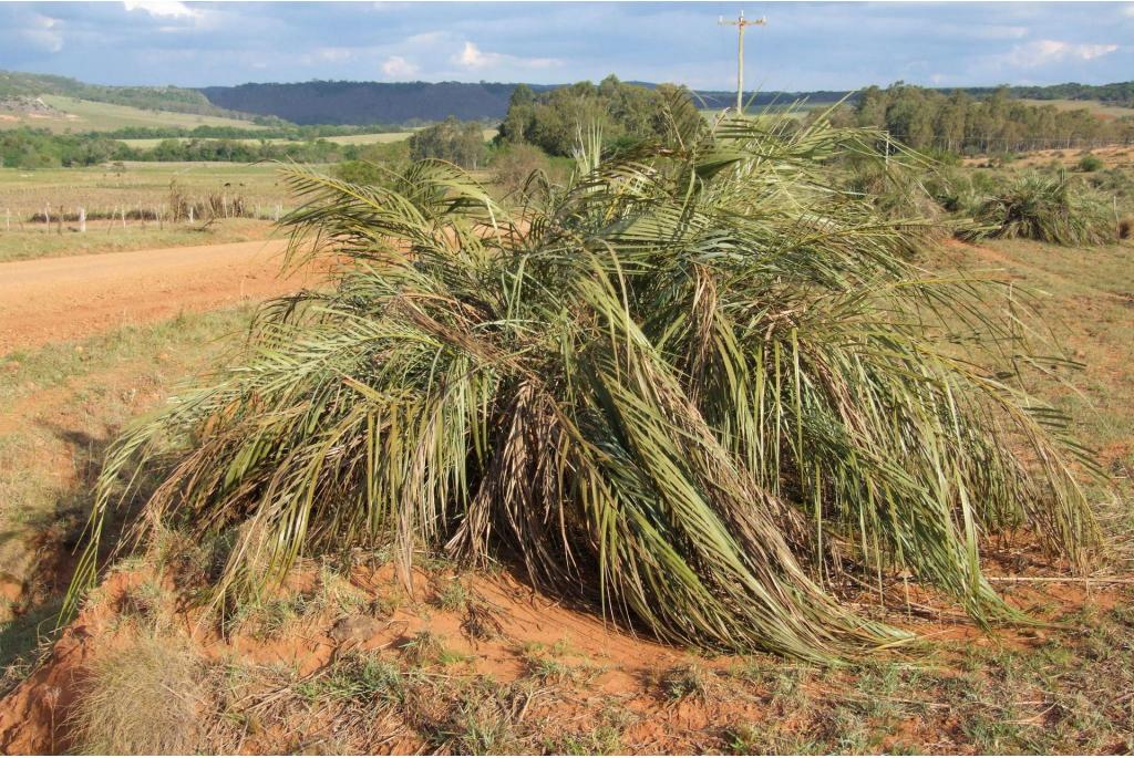 Lallemant's Palm