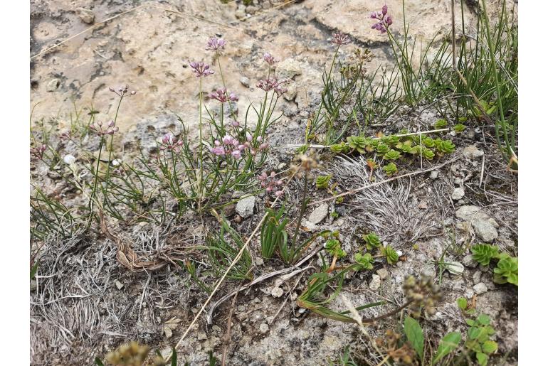 Allium daghestanicum -12756