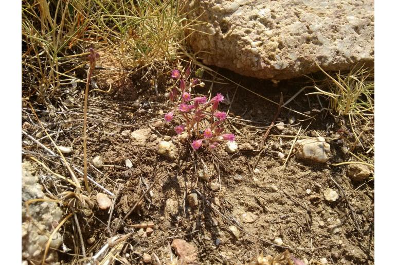 Allium parciflorum -12762