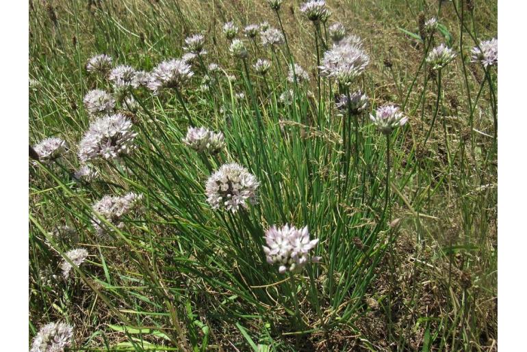 Allium schmitzii -12767