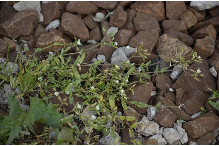 Cerastium holosteoides -12782