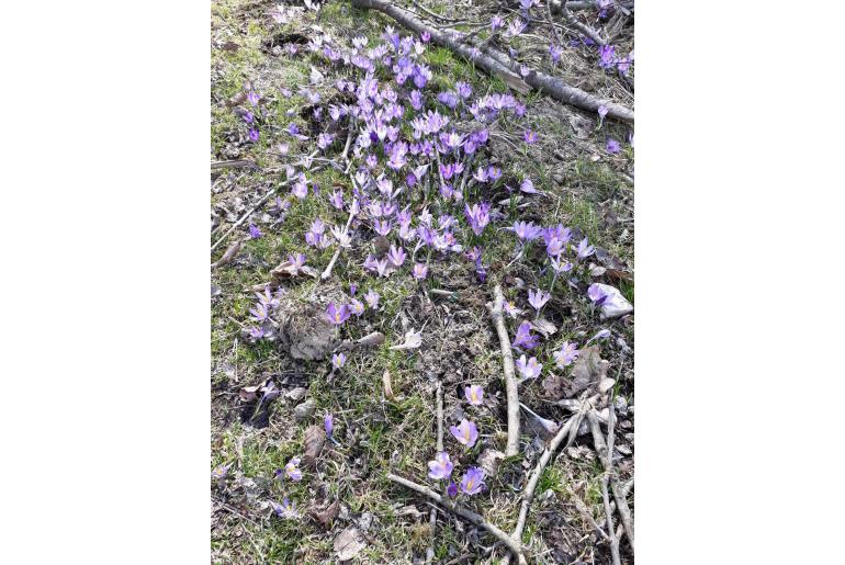 Crocus heuffelianus -12803