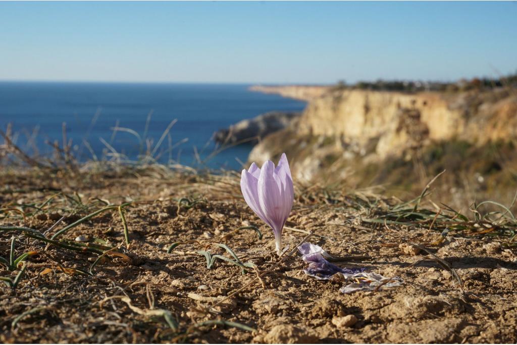 Pallas' krokus