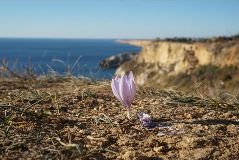 Crocus pallasii -12810