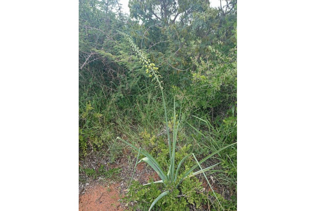 Ethiopische albuca