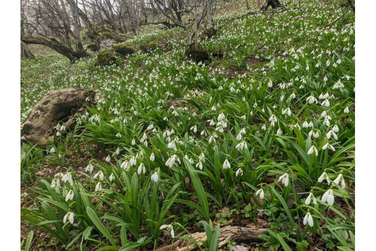 Galanthus plicatus -12832