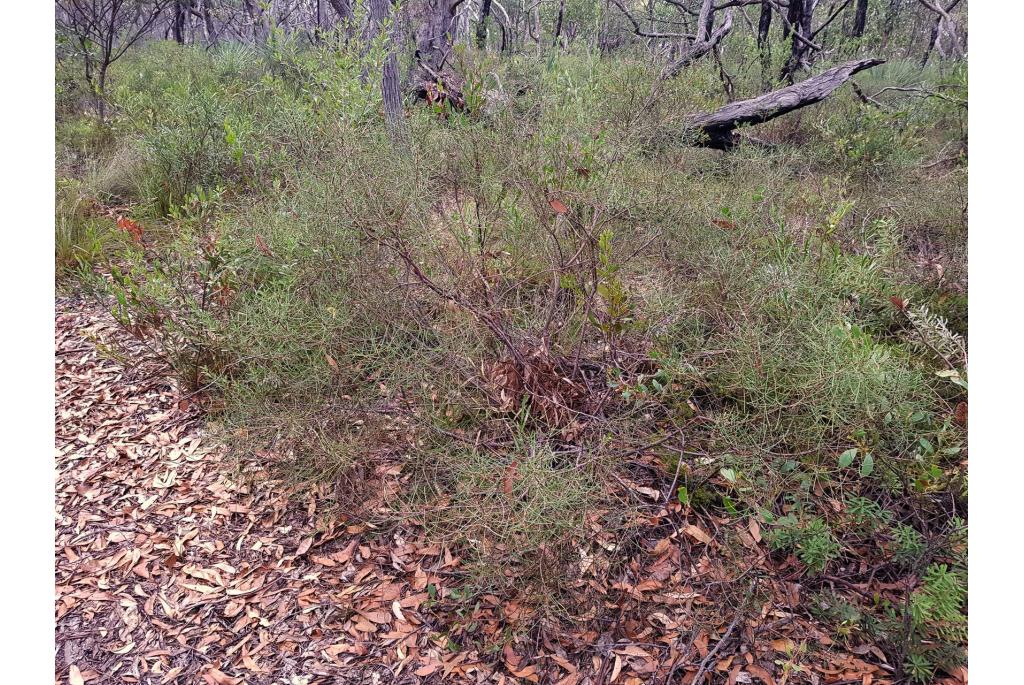 Snavelvormige Hakea