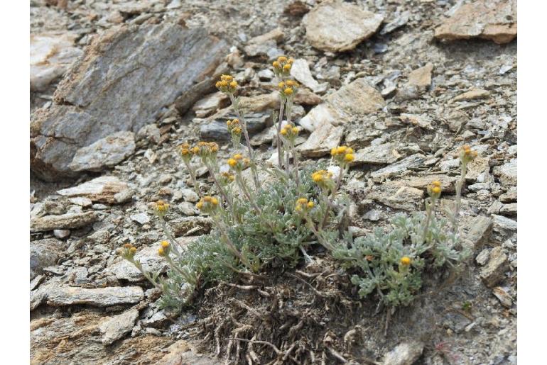 Artemisia umbelliformis -12845