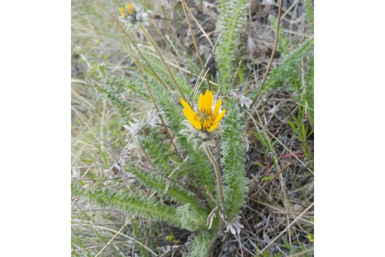 Balsamorhiza hookeri var lagocephala -12850