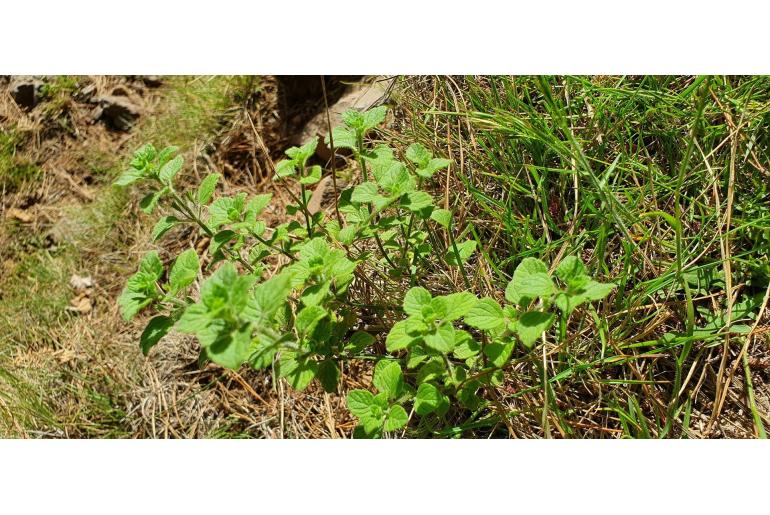 Clinopodium menthifolium ssp ascendens -12853