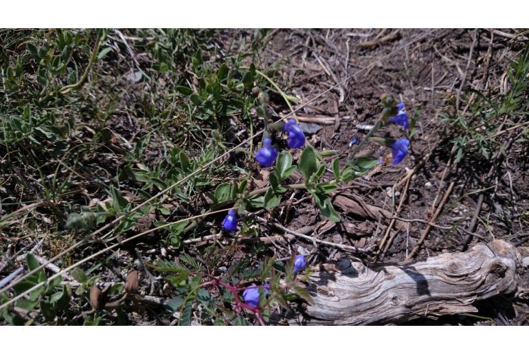 Salvia coahuilensis -12855