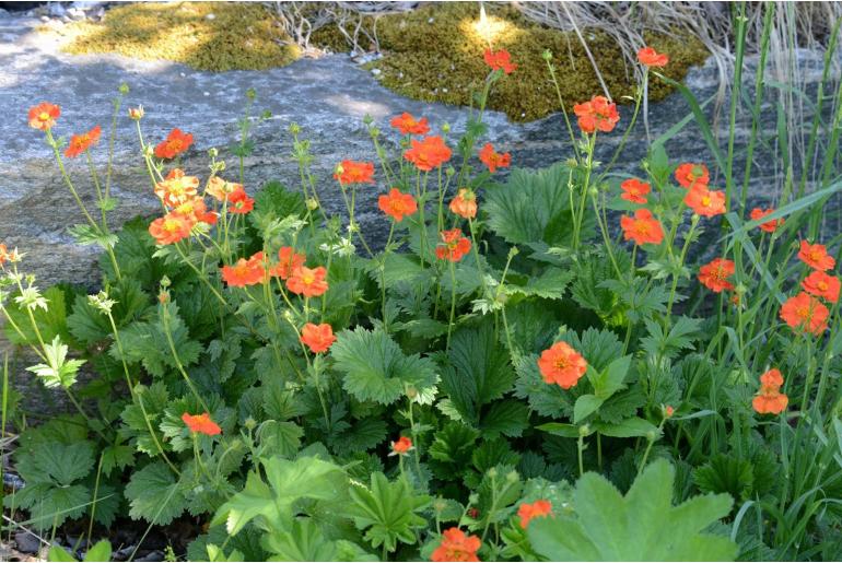 Geum quellyon -12856