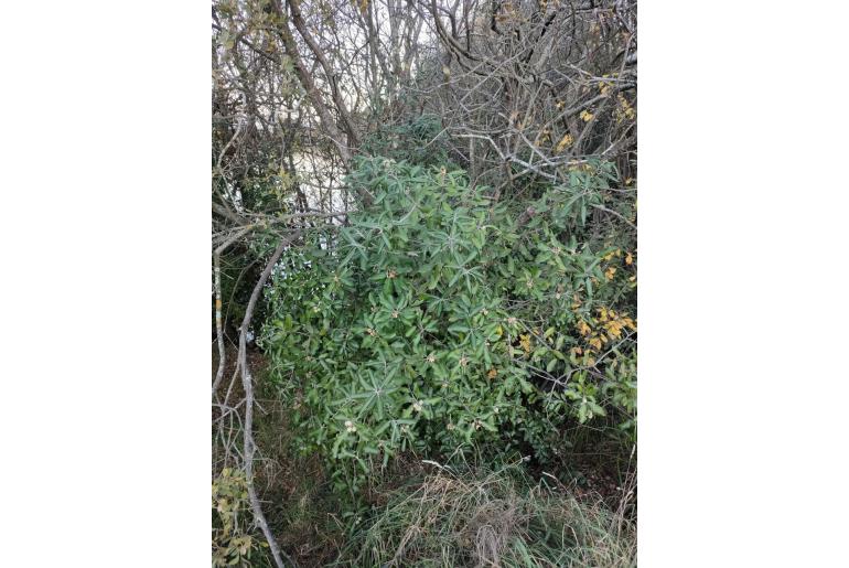 Pittosporum ralphii -12862