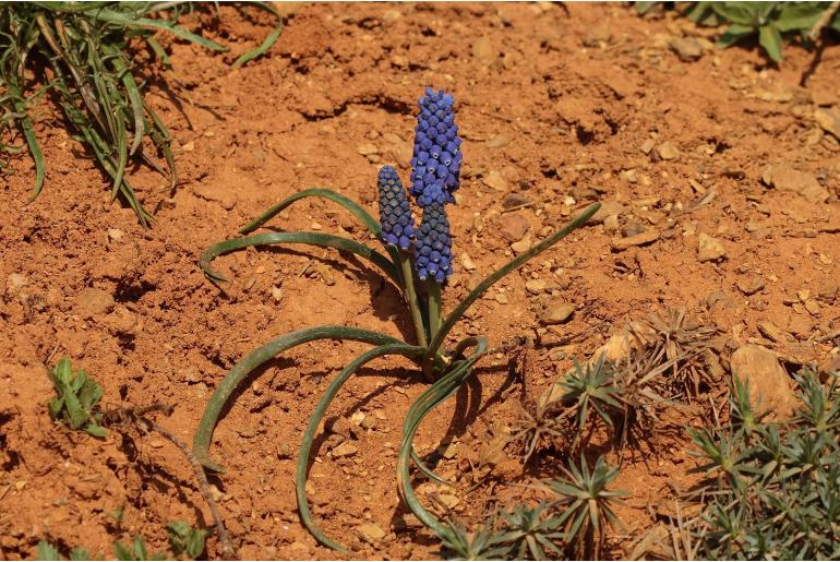 Muscari bourgaei -12886