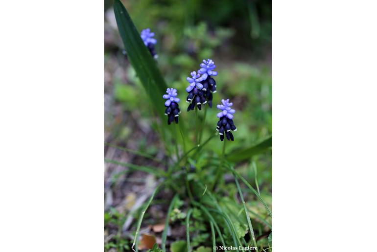 Muscari pulchellum ssp clepsydroides -12890