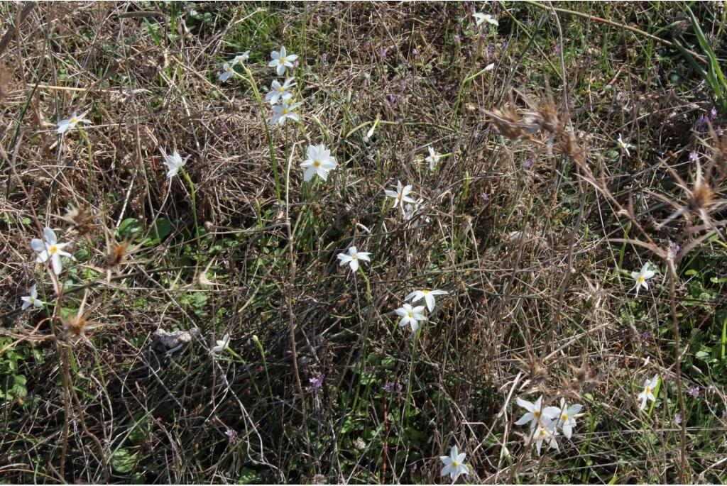 Verouderde narcis