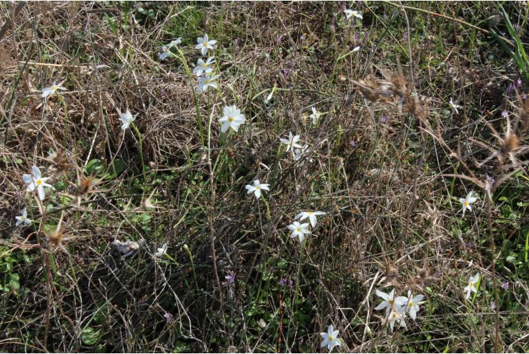 Narcissus obsoletus -12893