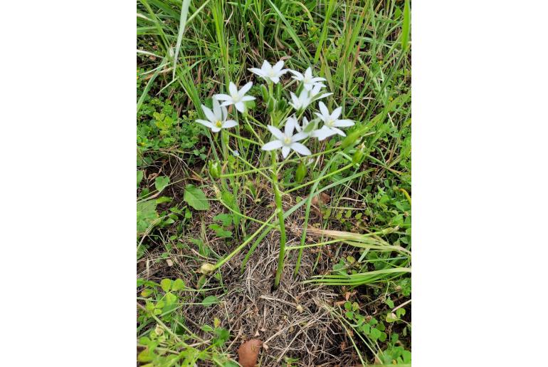 Ornithogalum baeticum -12898