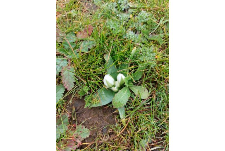 Ornithogalum lanceolatum -12900