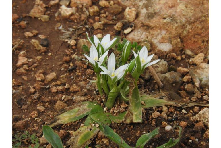 Ornithogalum montanum -12901