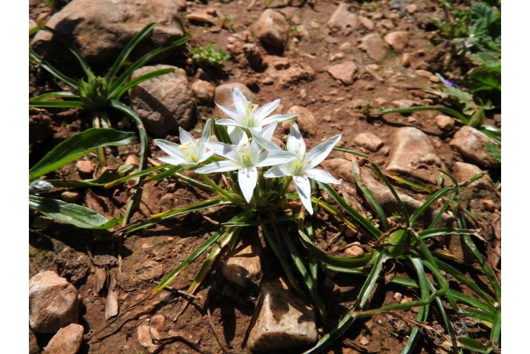 Ornithogalum sigmoideum -12902